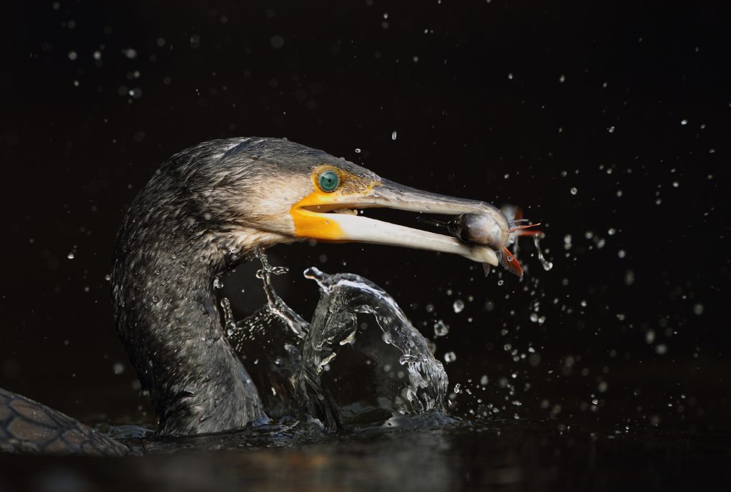 Daniel Trim Photography New Website Launched