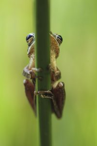 Animal Portraits, Daniel Trim Photography | Silvertoad, Luton