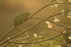 Animal Portraits, Daniel Trim Photography | Silvertoad, Luton