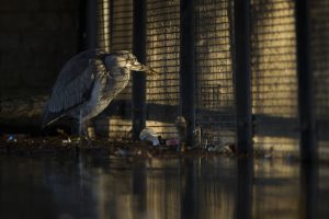 Animal Portraits, Daniel Trim Photography | Silvertoad, Luton