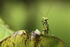 Animal Portraits, Daniel Trim Photography | Silvertoad, Luton