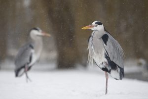 Animal Portraits, Daniel Trim Photography | Silvertoad, Luton